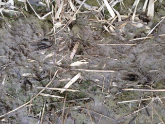 tiny slots from young roe deer or possibly muntjac