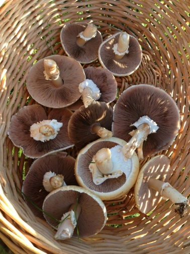 shades of pink and brown gills
