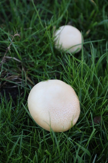 bright edible domes amongst the grass