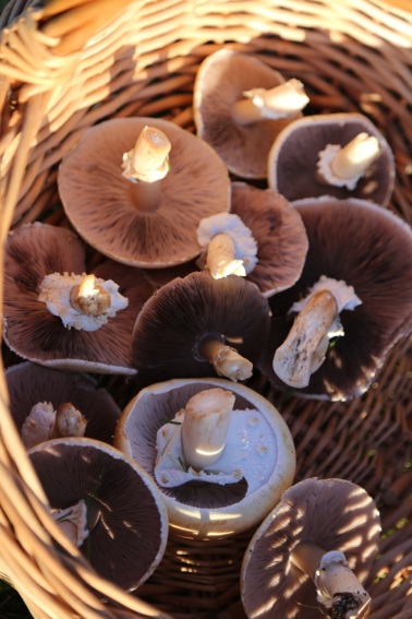 field mushroom harvest