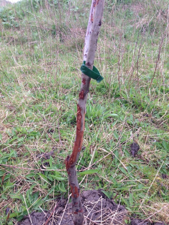 freshly planted fruit tree with no protection has already been targeted