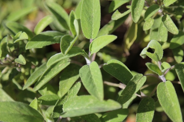 sage is so easy to grow