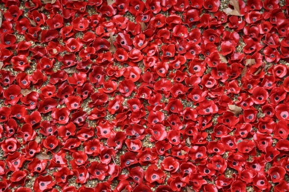 poppies laid on the ground